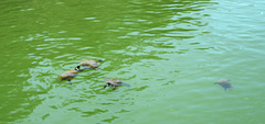 Tortoises in Alqueva reservoir.