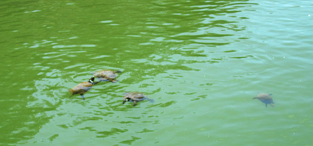 Tortoises in Alqueva reservoir.