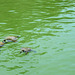 Tortoises in Alqueva reservoir.