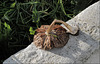 Unhappy mushroom on the wall, HWW !