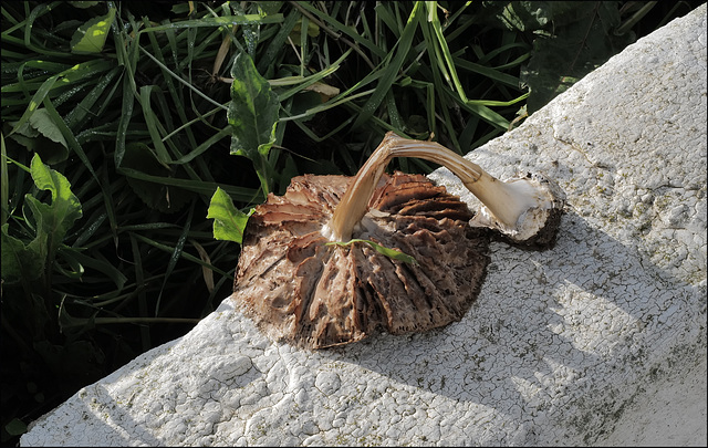 Unhappy mushroom on the wall, HWW !