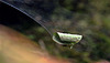 Blatt verfangen