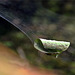 Blatt verfangen Blatt verfangen