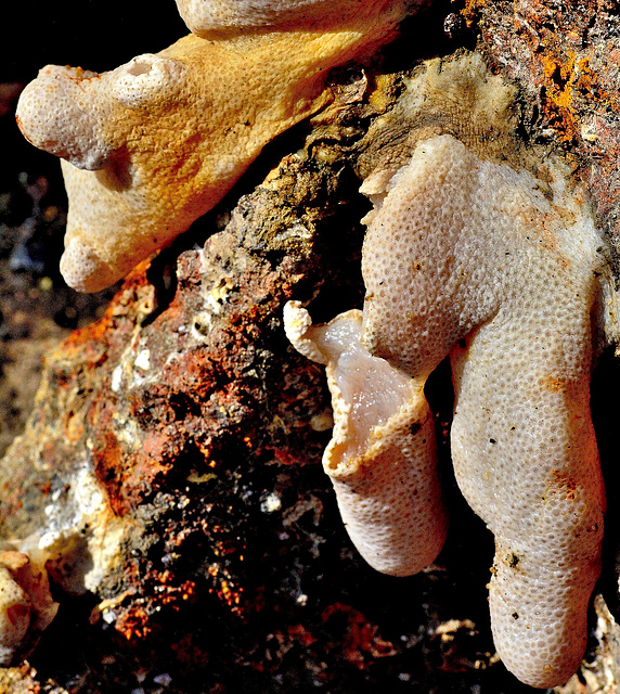 Detail on the Anchor. Coral or Sponge?