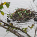 Coot chicks at the Great Pool in Himley Estate, October 2011