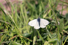 Pieris rapae (Kleiner Kohlweißling)