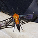 Moth IMG_7105