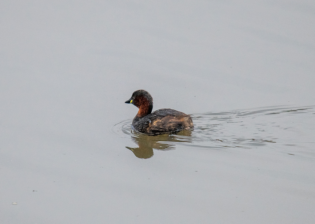 Little grebe