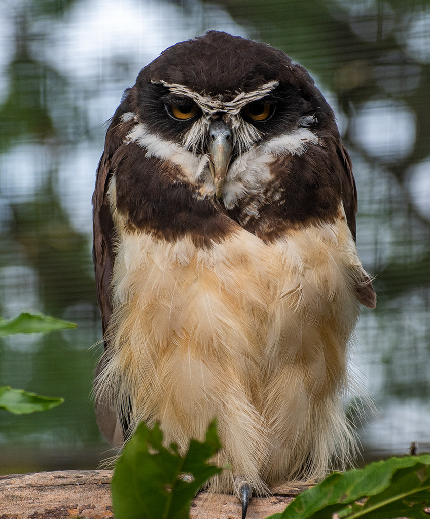 Spectacled owl