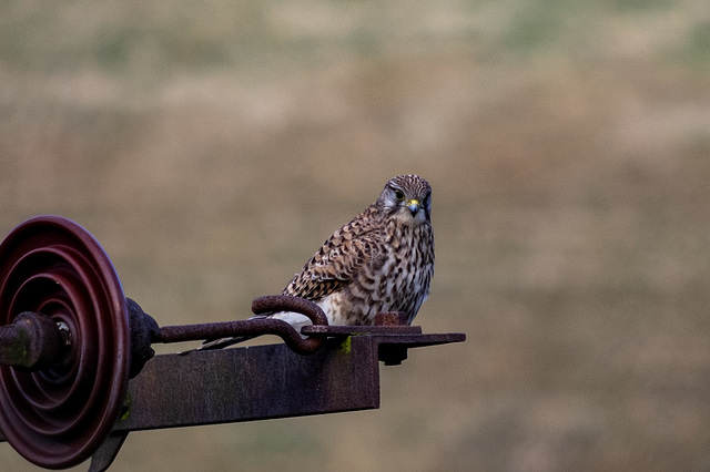 Kestrel. Closer