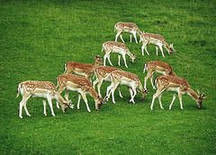 Formation Feeding!