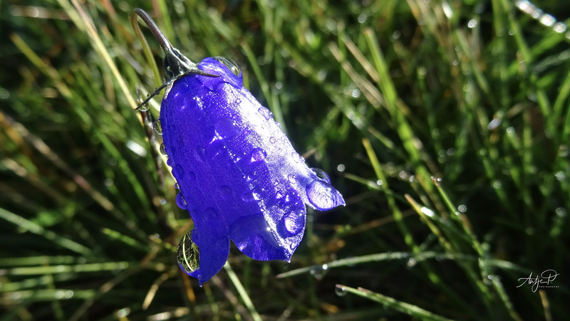 campanula alpina