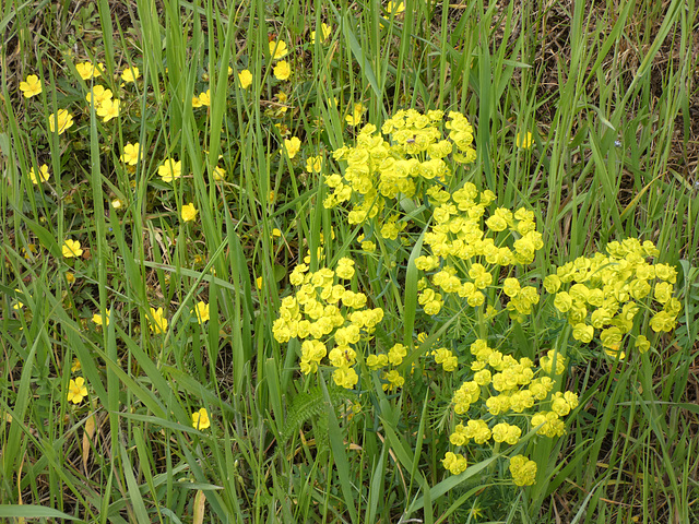 Wiesenblumen