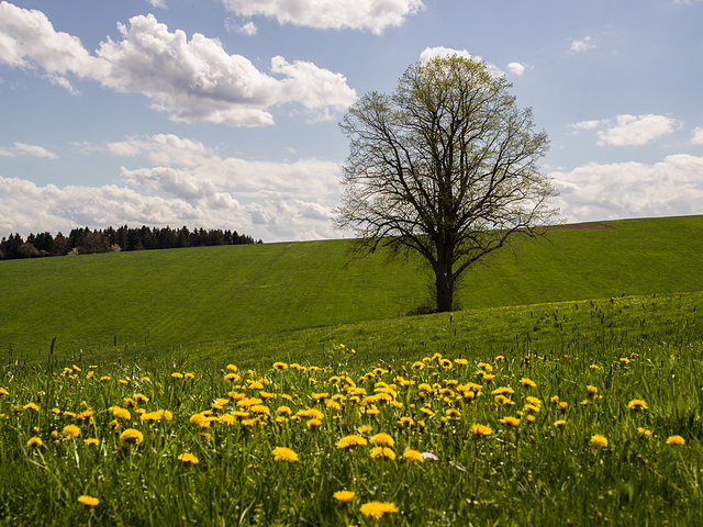Frühling