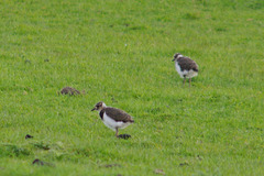 Lapwing chicks growing in size