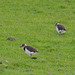 Lapwing chicks growing in size
