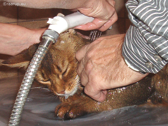 Rags bathing before his first show