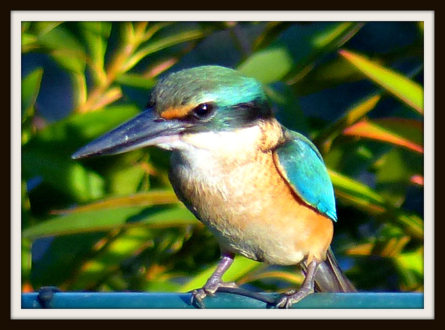 A beautiful Kingfisher