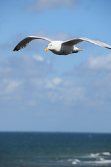 Segelflug an der Küste (© Buelipix)