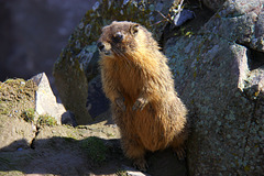 Yellow-bellied Marmot