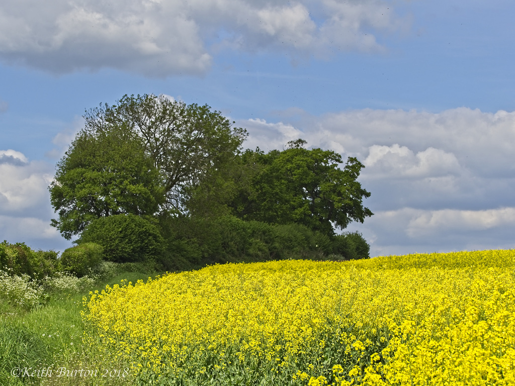 Oilseed Rape