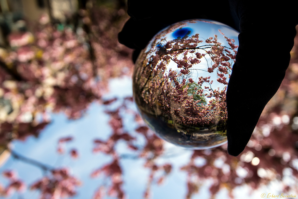 Die Kirschblüte eingefangen (PiP)