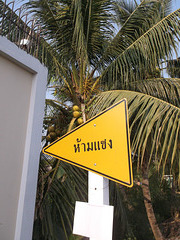 Coocotier fléché en jaune / Arrow coconut tree in yellow