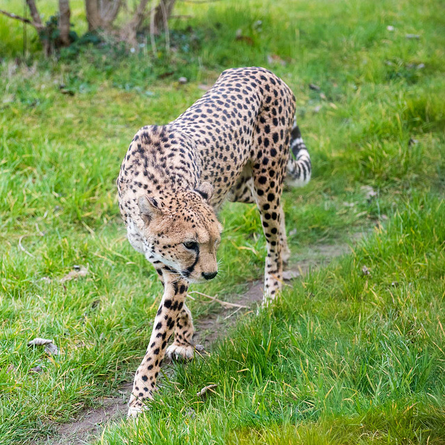 Cheetah (11)