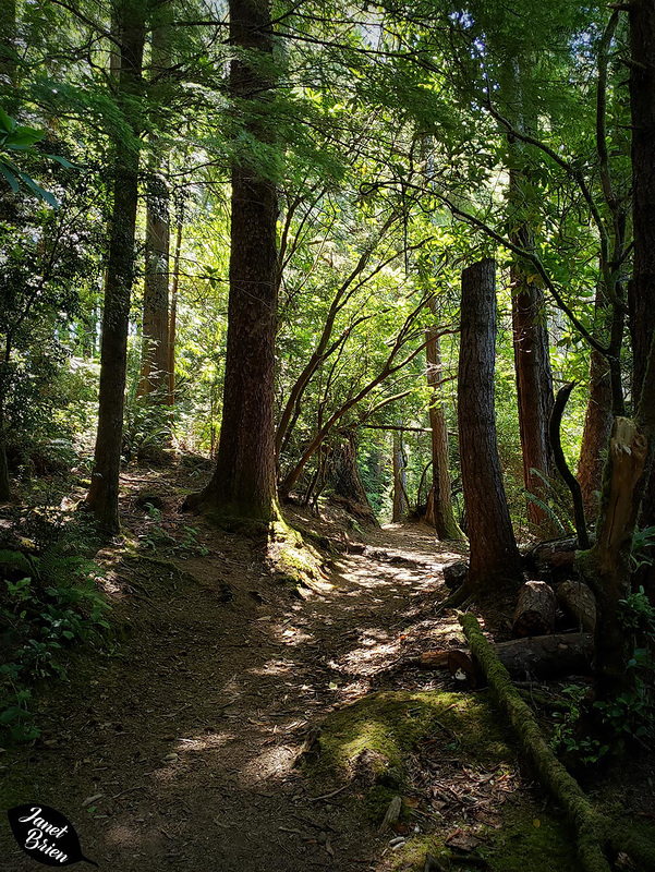 Eel-Trail3