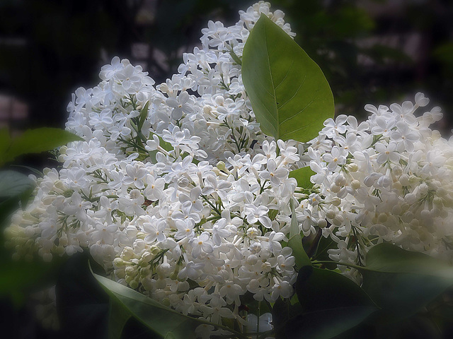 White lilac for you...:)