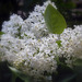 White lilac for you...:)