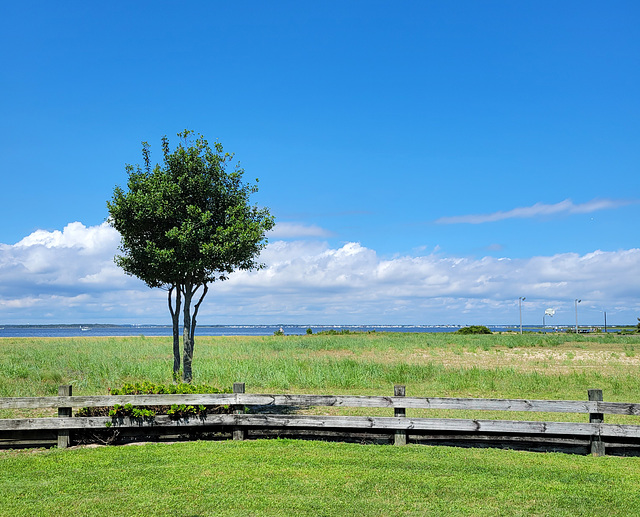 Lone Tree