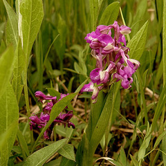 l'Orchis bouffon,  (Anacamptis morio) sous deux formes et couleurs différentes