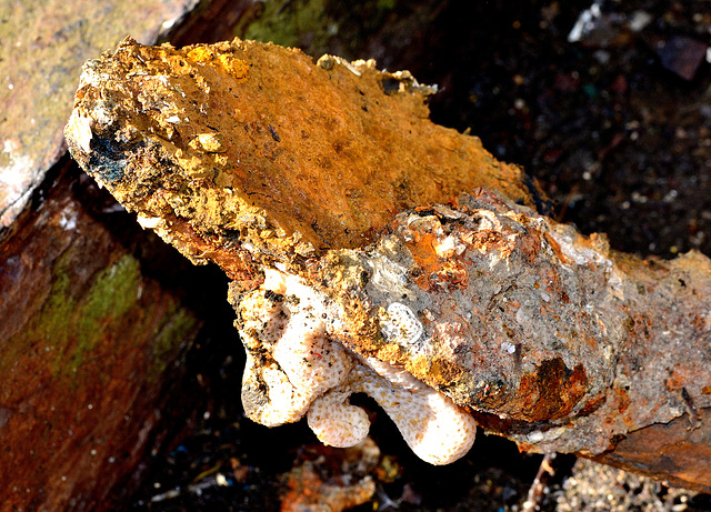 Rusted Crusted Anchor