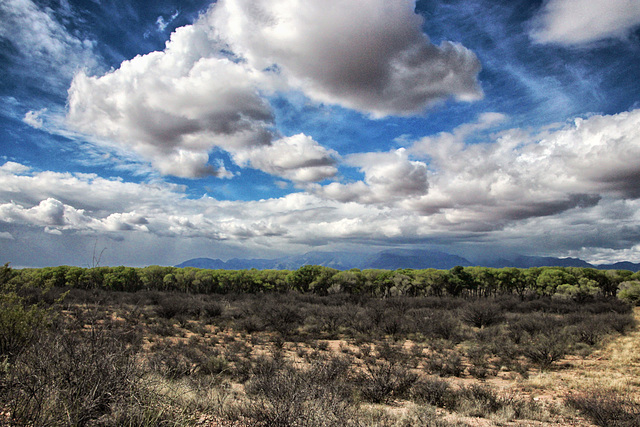 San Pedro River Bottom