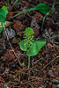 Malaxis unifolia (Green Adder's-mouth orchid)