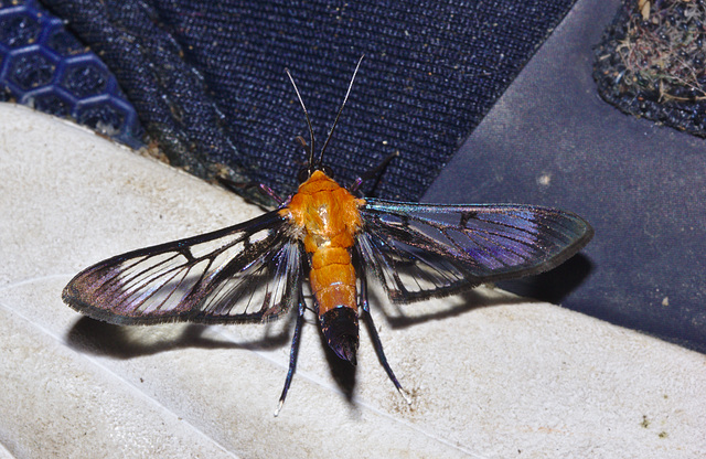 Hornet Mimic Moth IMG_7098