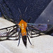 Hornet Mimic Moth IMG_7098