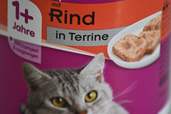 Alles für die Katz!