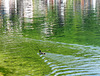 Hallstatt (Autriche) (Tour du Dachstein)