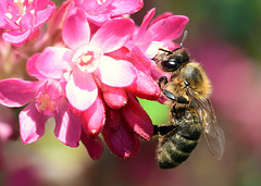 Biene auf einer Johannisbeerblüte