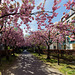 Kirschblüte am Wall (PiP)