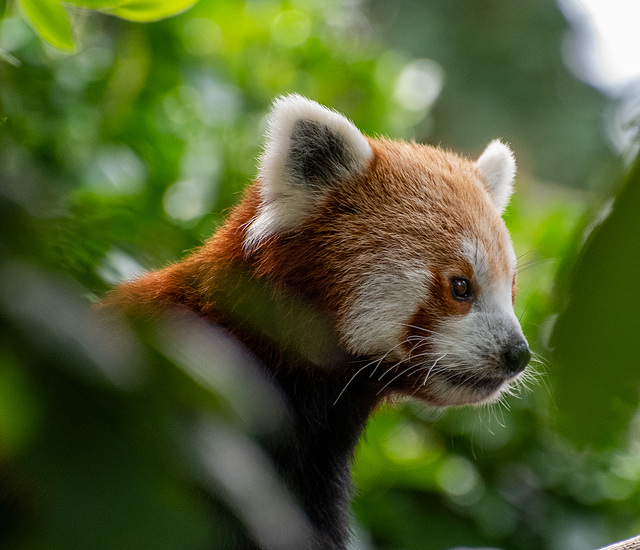 Red panda