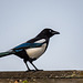 Magpie