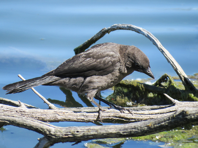 Young Common Grackle