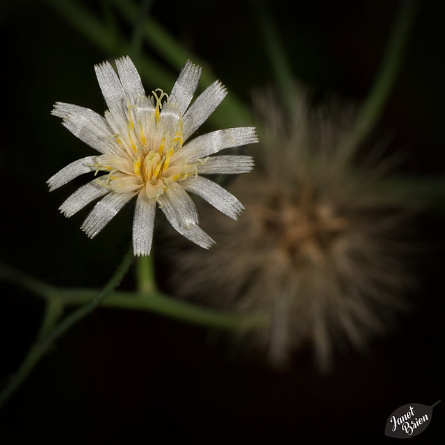 flower-and-bokeh