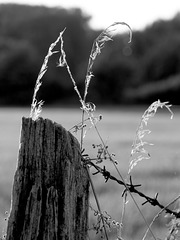 Henry's Flowered Fence - HFF!