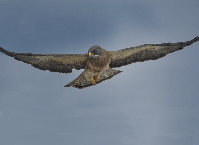 Swainson's Hawk