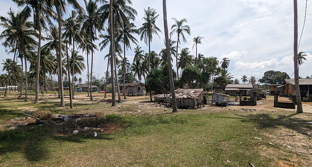 Ombres et cocotiers / Coconut trees amongst shady lawn