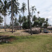 Ombres et cocotiers / Coconut trees amongst shady lawn